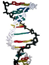 DNA-Helix